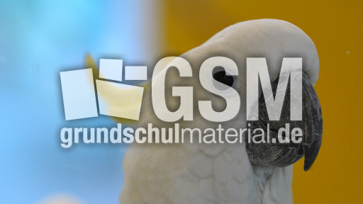 Gelbhaubenkakadu (3).jpg